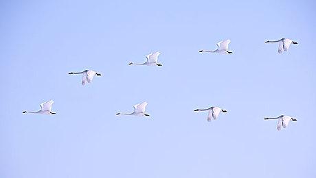 《星之卡比 探索发现》夏季CM公布 和卡比清凉一夏